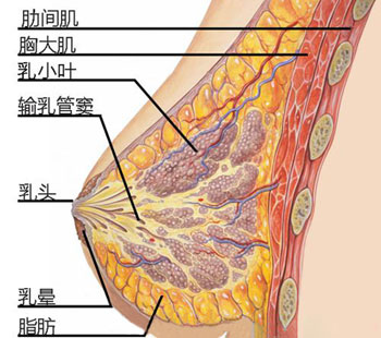 乳房组织
