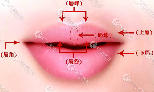 美唇标准