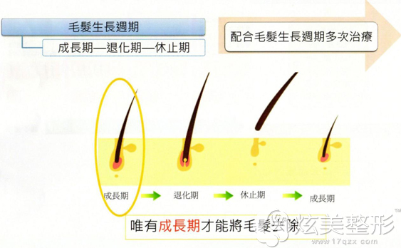 毛发生长周期 毛发生长周期