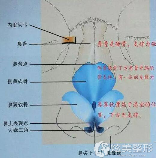 鼻子结构图 鼻子结构图