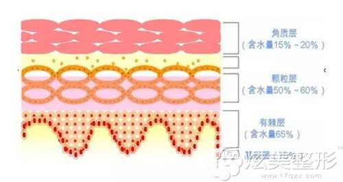 角质层修复后锁水效果示意图 角质层修复后锁水效果示意图