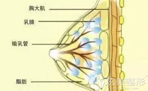 女性胸部的不同组成部分 女性胸部的不同组成部分
