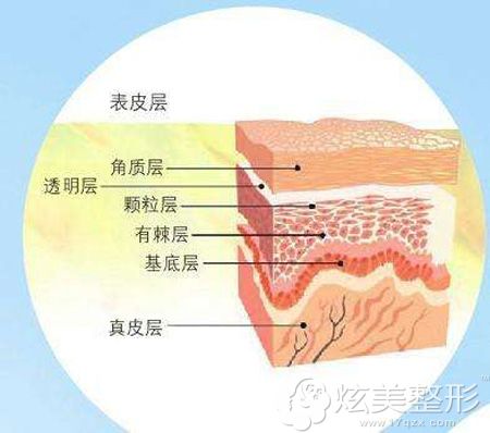 皮肤中不同的层次 皮肤中不同的层次