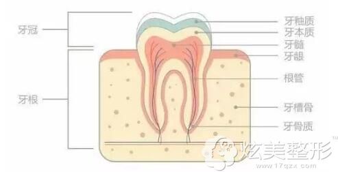 牙齿的结构分析 牙齿的结构分析
