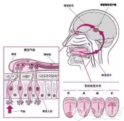 鼻综合手术是暂时影响嗅觉 鼻综合手术是暂时影响嗅觉