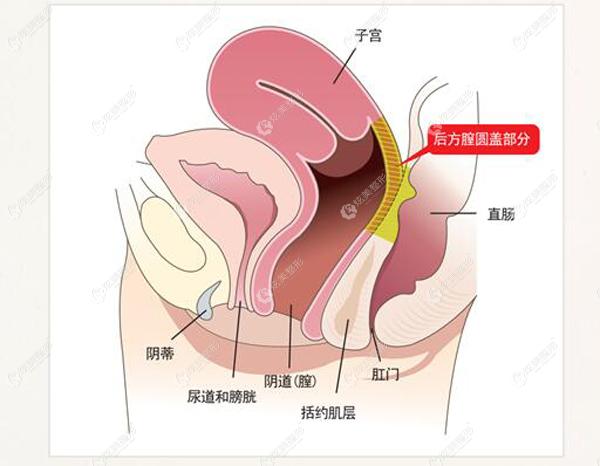 韩国女性私密整形排名前五中:好手艺,丽姿,如妍整形是做私密首推医院